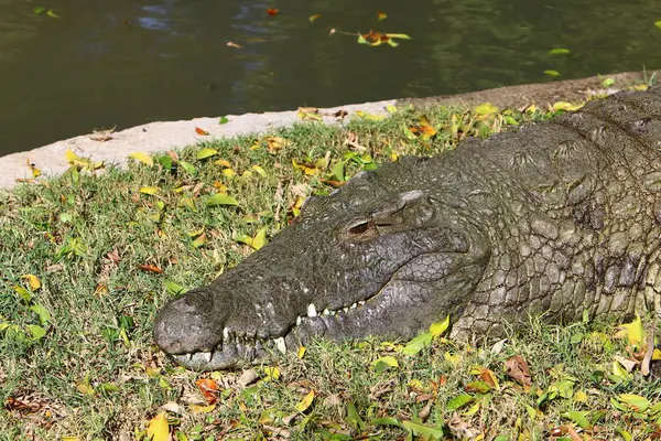 Crocodile is heated in the sun — Stock Photo, Image