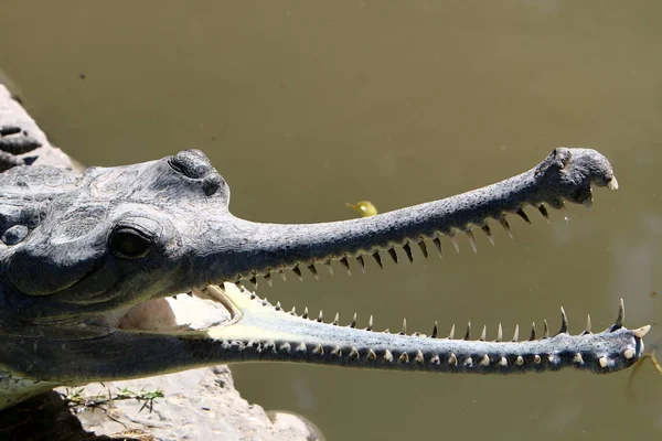 Krokodil fűtik a napsütésben — Stock Fotó