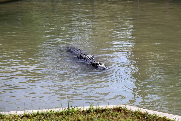Crocodile is heated in the sun — Stock Photo, Image