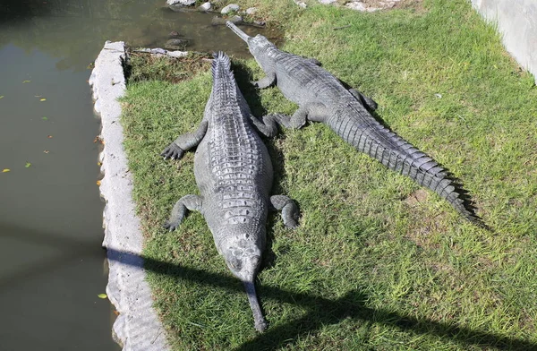 Krokodil wird in der Sonne erhitzt — Stockfoto