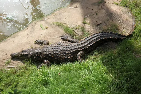 Crocodile is heated in the sun — Stock Photo, Image