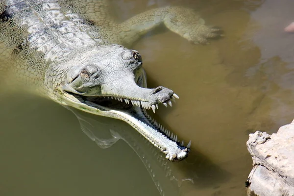 Крокодил нагрівається на сонці — стокове фото