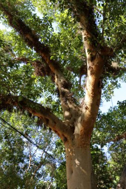 Doğa ve çiçekler makro 
