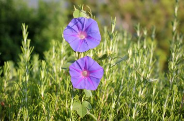 Doğa ve çiçekler makro 