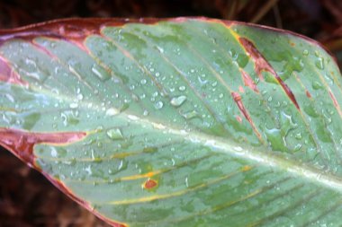 Doğa ve çiçekler makro 