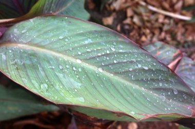 Doğa ve çiçekler makro 