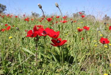 Doğa ve çiçekler makro 