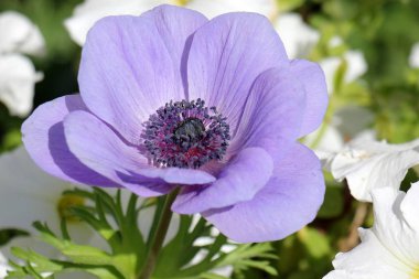 Doğa ve çiçekler makro 