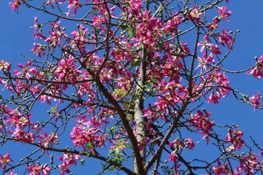 Doğa ve çiçekler makro 