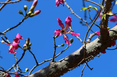 Doğa ve çiçekler makro 