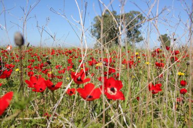 Doğa ve çiçekler makro 