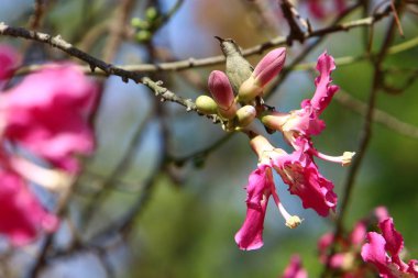 Doğa ve çiçekler makro 