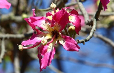 Doğa ve çiçekler makro 