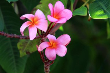 Doğa ve çiçekler makro 