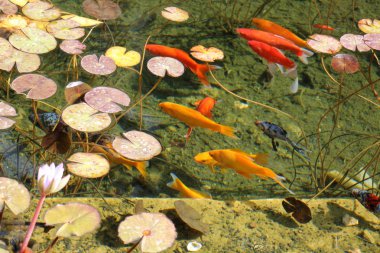 Doğa ve çiçekler makro 