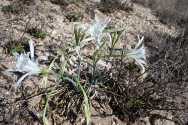 Doğa ve çiçekler makro 