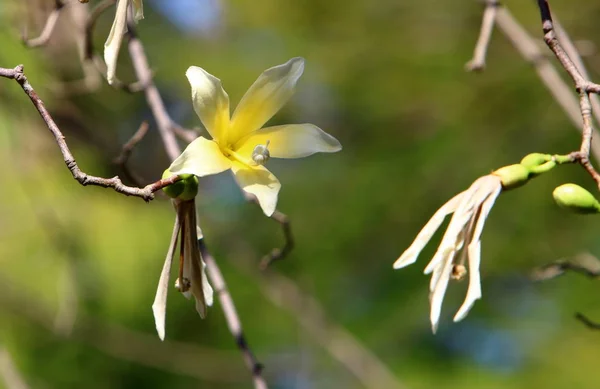 Nature and flowers macro — Stock Photo, Image