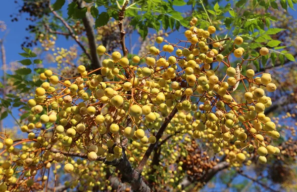 Doğa ve çiçekler makro — Stok fotoğraf