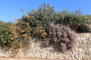Çitin her zaman sınırı olduğunu 