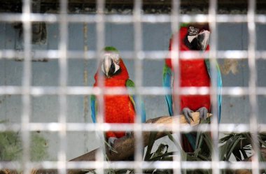 Kafesteki bir hayvan 