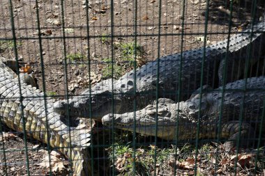 Kafesteki bir hayvan 