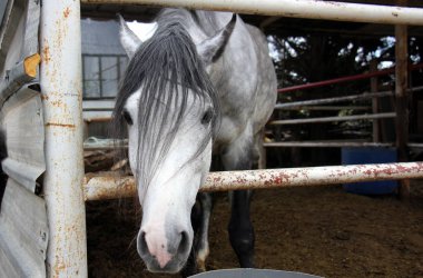 büyük evde beslenen hayvan at 