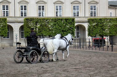 büyük evde beslenen hayvan at 