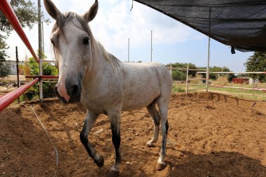 büyük evde beslenen hayvan at 