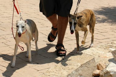 rasgele şehir fotoğraf 