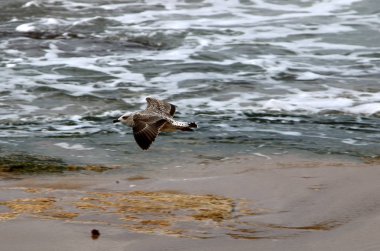 Martılar Akdeniz kıyısında 