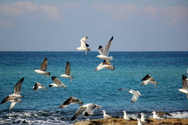 Martılar Akdeniz kıyısında 