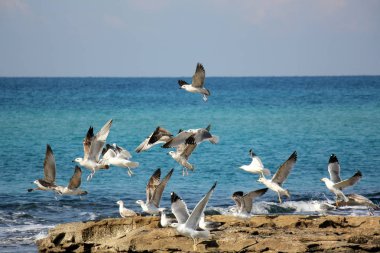 Martılar Akdeniz kıyısında 