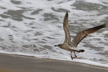 Martılar Akdeniz kıyısında 