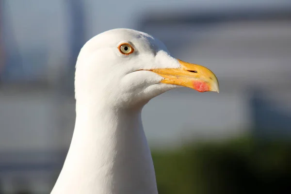 Möwen an den Ufern des Mittelmeeres — Stockfoto