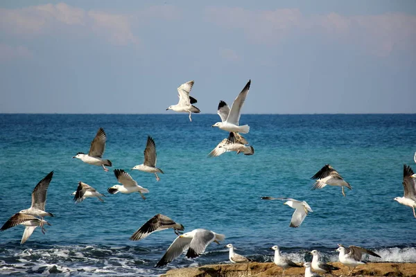 Gaviotas a orillas del mar Mediterráneo — Foto de Stock