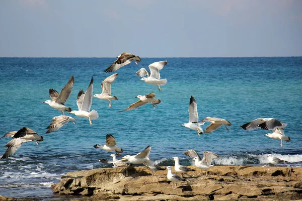 Goélands sur les rives de la mer Méditerranée — Photo