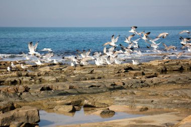 Martılar Akdeniz kıyısında 