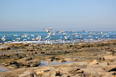 Martılar Akdeniz kıyısında 
