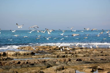Martılar Akdeniz kıyısında 