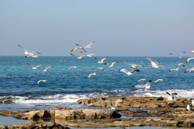Martılar Akdeniz kıyısında 