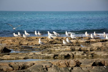 Martılar Akdeniz kıyısında 