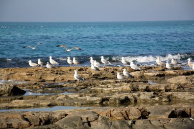 Martılar Akdeniz kıyısında 