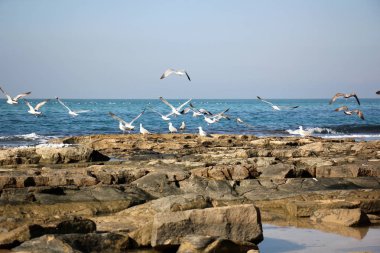 Martılar Akdeniz kıyısında 