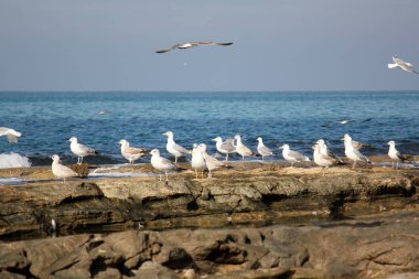 Martılar Akdeniz kıyısında 