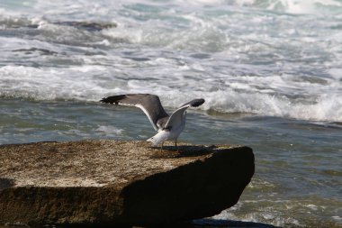 Martılar Akdeniz kıyısında 