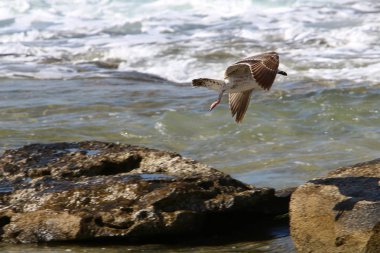 Martılar Akdeniz kıyısında 