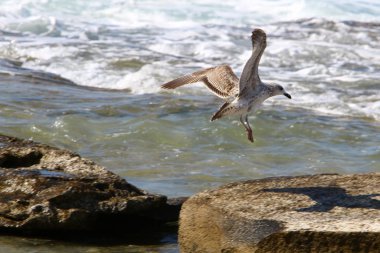 Martılar Akdeniz kıyısında 