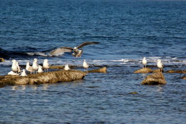 Martılar Akdeniz kıyısında 