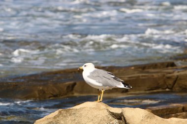 Martılar Akdeniz kıyısında 
