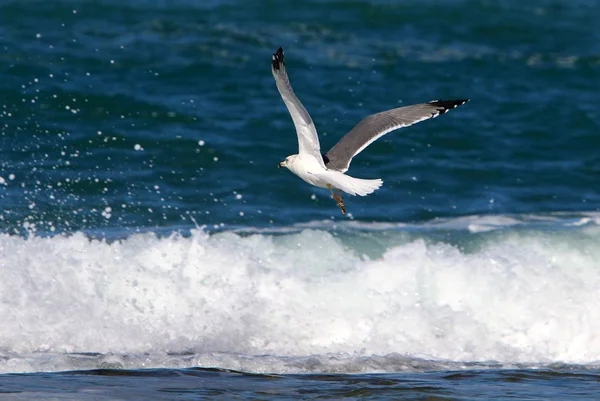 Trutar vid stranden av Medelhavet — Stockfoto